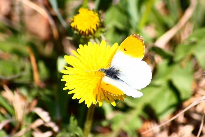 Ninfalidi,pieridi,papilionidi da ID-confermare